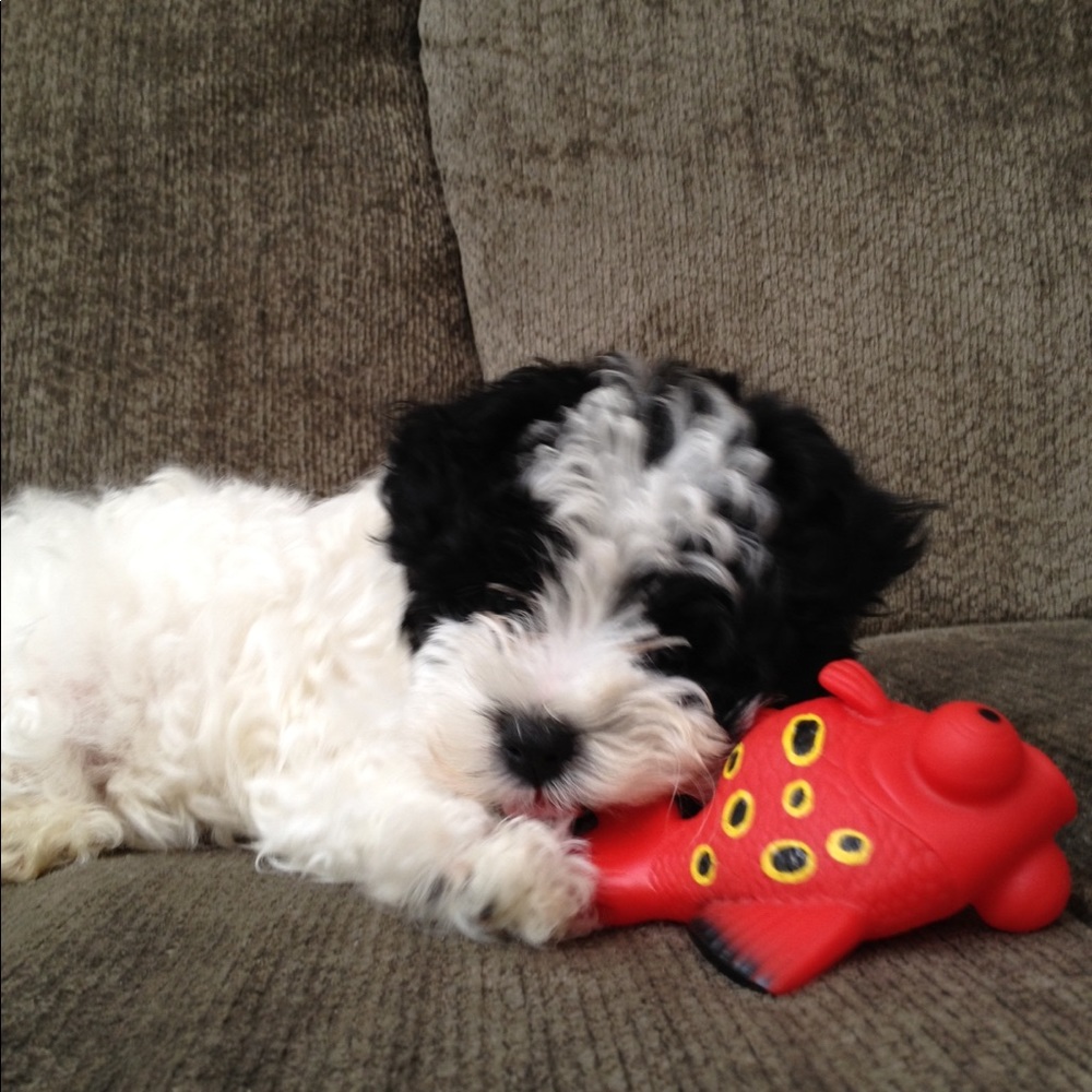 Meet your Posher, Lisa